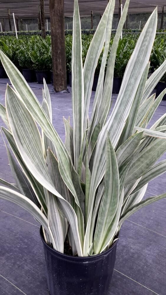 Sansevieria Sayuri Live Plant in 4 inches potSilver Snake Plant