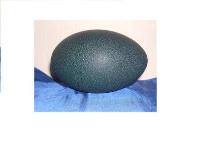 Blown Emu Egg Shells for Crafts