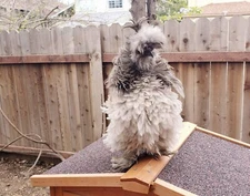 6 fertilized frizzle and smooth satin bantam small chicken eggs