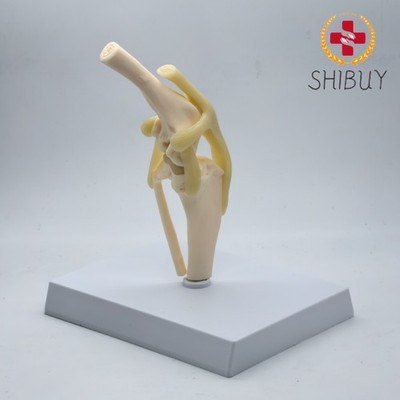 Dog Knee Canine Joint Model Medical Veterinary Teaching Research Model