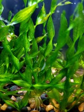 Corkscrew Val 3+ plants - Vallisneria Contortionist -Live Aquatic Plant 