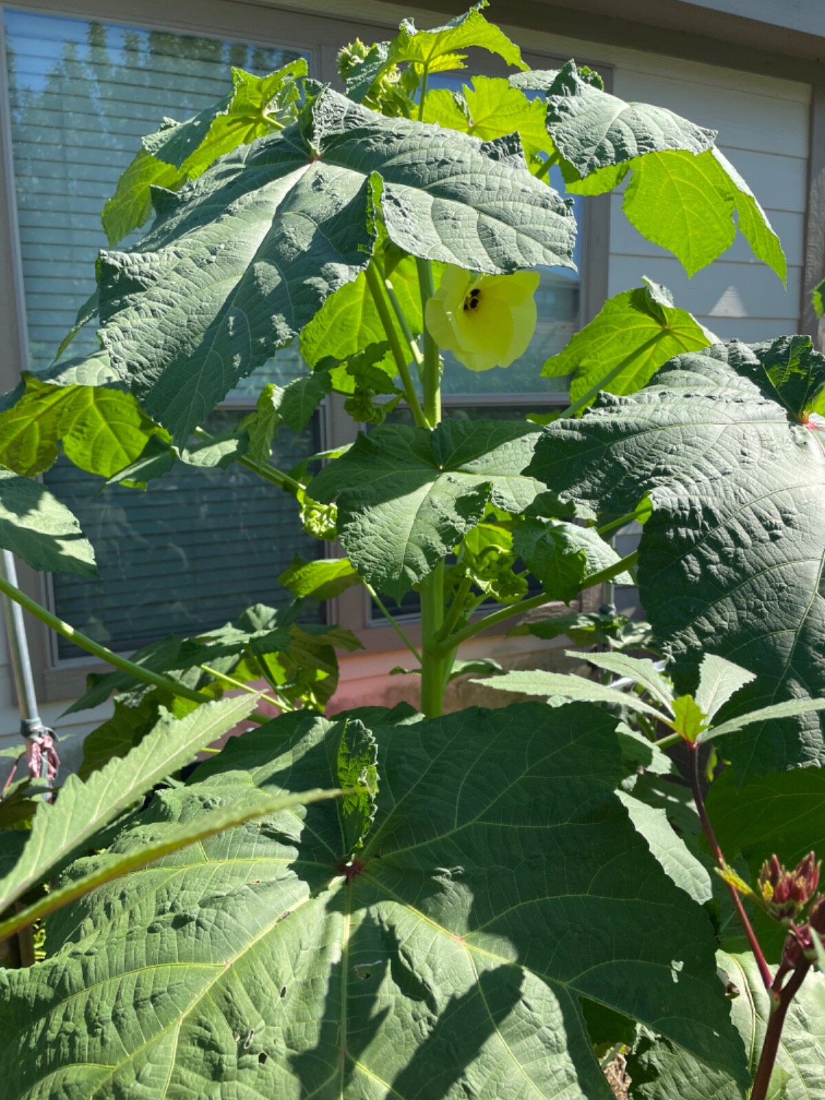 50 Motherland Okra Seeds Heirloom Open Pollinated Early and Prolific eBay