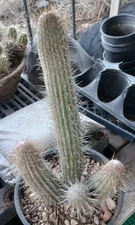 Espostoa lanata Peruvian Branching Columnar Cactus Huge Specimens