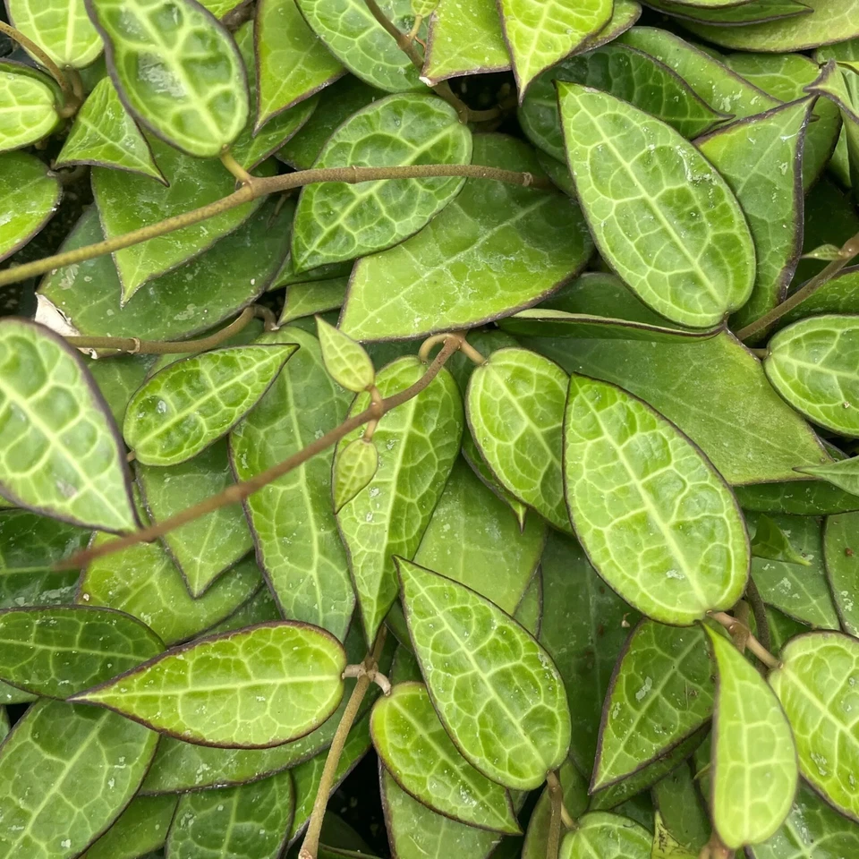 Margen negro Hoya | Planta de interior tropical viva de interior y exterior en maceta de 4" Foto 4 de 4