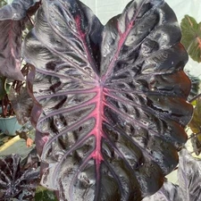 Colocasia Live Bulb Maleficent Tuber New Hybrid Free Phytosanitary Certificate