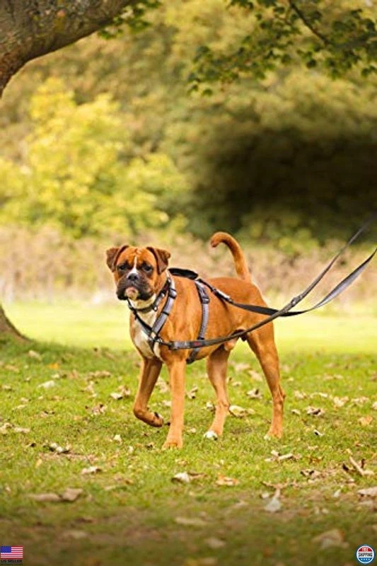 Correa HALTI Doble Extremo para Perros - Acolchada de Neopreno, Fácil de Usar, Reflectante, Foto 3 de 4