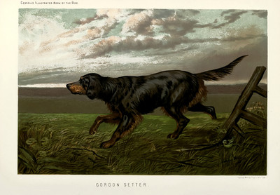 Gordon Setter Hund Poster - Vintage Tier Haustier Wandkunst -...