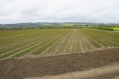 Photo A2 Crops in the Tyne valley Dilston These are too young to be able c2017