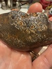 Lot Of Gembone Wood Polished Faced Slabbed  Coprolite 5-7 Pounds Of Beautiful Ut — photo 7
