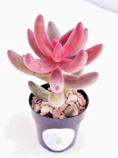 Pachysedum Ganzhou Rare Succulents 2.5" Pot