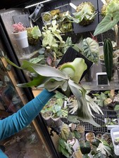 Platycerium White Mr .Oat  