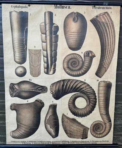 Rare vintage school chart fossils palaeontology by Karl Alfred Von Zittel 1879 - Picture 6 of 17
