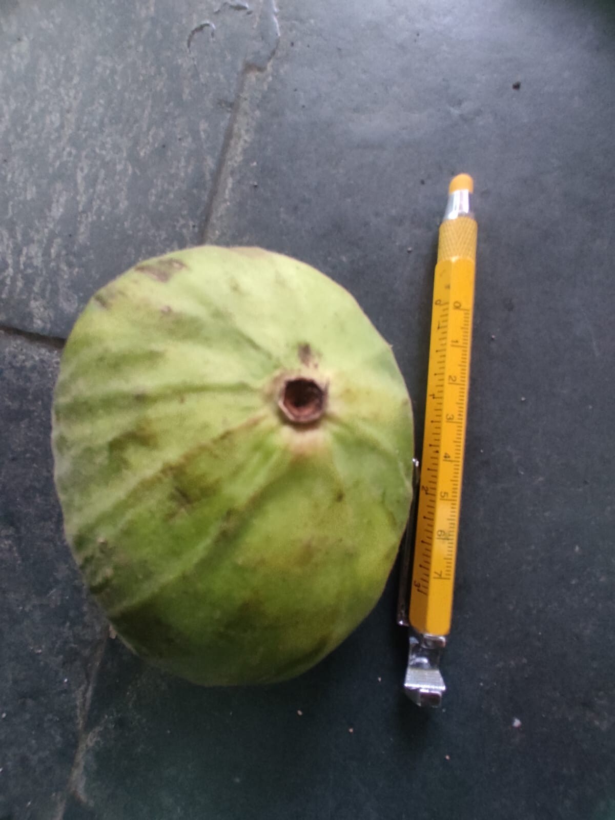 Plinia Rara Var. Verde