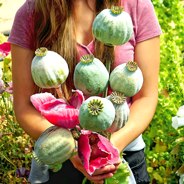 1,5 g+ | Amapola real - Amapola gigante - Papaver Somniferum - Bowling Ball Poppy