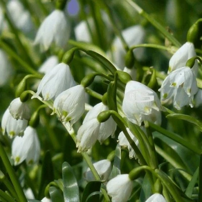 GRAD 15 Leucojum Aestivum Bulbs Spring Flowers Snowdrop Garden Bell Plants ⭐️⭐️⭐️⭐️⭐️