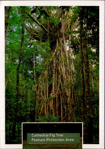 Catherine Fig Tree Atherton Tableland Postcard. Vintage 1990s Tree Old