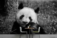 3D Panda Self-adhesive Removeable Wallpaper Wall Mural