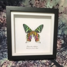 Madagascan sunset moth (Chrysiridia rhipheus) Entomology shadow box frame 18cm