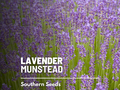 Munstead Lavender Seeds, Heirloom Fragrant Repellent Herb, USA Grown | eBay