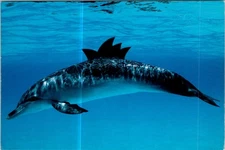 (1223) 11-7-2025 - USA - Sea Life - Dolphin / Dauphins (2 p/c) A