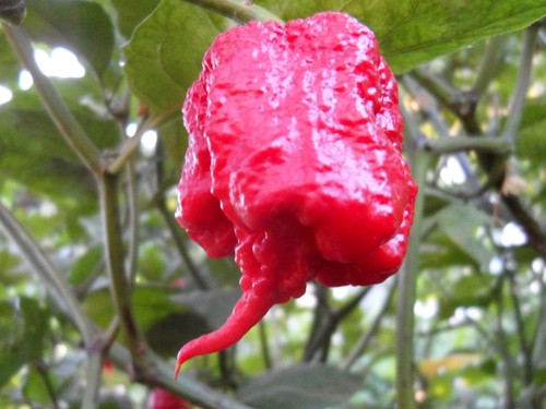 Carolina Reaper/Moruga/Ghost Pepper/Habanero ~Garlic Chile Oil~ Freakishly SPICY - 第 5/8 張圖片