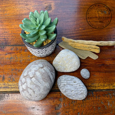 4 X Beach Plant Rock fossils -