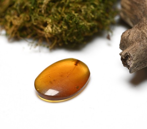 Juvenile Mantodea (Praying Mantis), Fossil Insect Inclusions in Burmese Amber - 第 3/6 張圖片