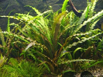 BUY 2 GET 1 FREE CRYPTOCORYNE SPIRALIS 1 PLANT -Freshwater Aquatic Live Plants 