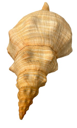 Giant XL Natural HORSE CONCH Shell Huge Seashell 16x 7" Triplofusus Giganteus