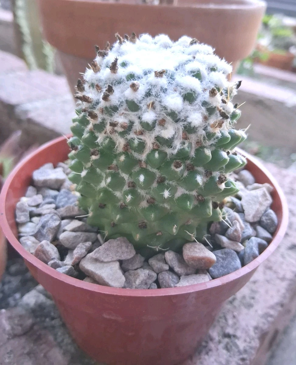 Mammillaria Full Shade Cactis&Succulents for sale | eBay