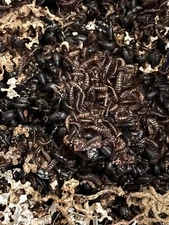 5000 + Dermestid Beetles -Taxidermy Beetles DIY Euro Mount Skull Cleaner