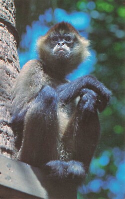 Postcard Spider Monkey