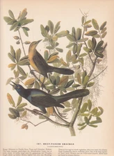 Audubon 1942 Vintage Birds #187 "Boat Tailed Grackle" Full Color Art Plate Litho