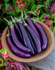 Fresh Kenyan Aubergine Eggplant 1kg Farm Fresh Free Delivery In UK Stock #1 Sale 16.14 per kilo