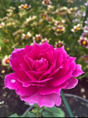 Sheherazad 天方夜谭 Rare Japanese Floribunda Rose Live Rose Plant