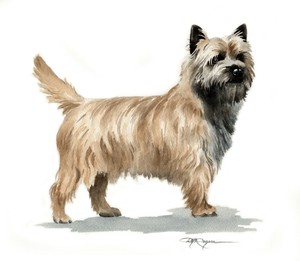 large cairn terrier