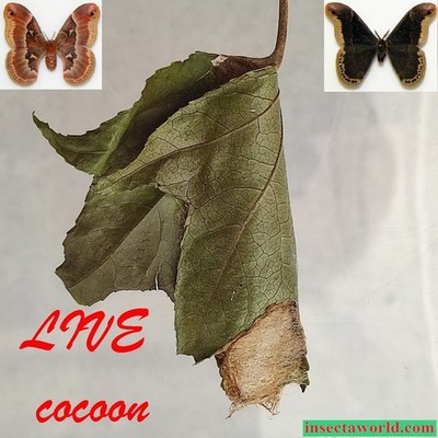 Promethea silkmoth (Saturniidae, Callosamia promethea) - LIVE COCOON in DIAPAUSE