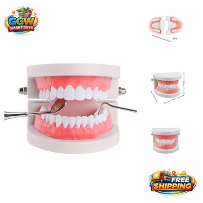 Kids Dental Teaching Model - 28 Fixed Teeth for Effective Brushing Techniques