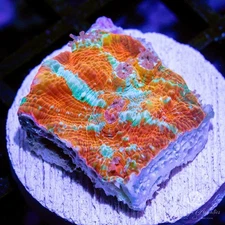 WA Camo Chalice - Live Coral Frag