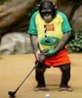 the.golfshop