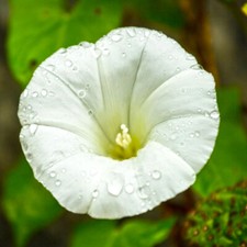 Pearly Gates Morning Glory Seeds | 1942 AAS Winner |
