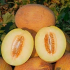 Seeds Melon Pineapple Super Sweet Early Fruit NON GMO Garden Original Package