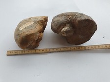 RARITÄT - 2 x Nautilus - Cenoceras - Dogger - Sengenthal - alte Sammlung