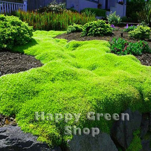 IRISH MOSS 1000 seeds Sagina subulata Heath Pearlwort Lawn
