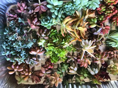 100 Succulent Cuttings Assorted Varieties | eBay