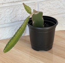 Pitaya Dragon Fruit ROOTED PLANT Green Selenicereus Undatus Succulent Cactus