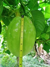 10 Seeds Giant Passionfruit, Giant Granadilla, Rare, Exotic, Delicious Fruit.