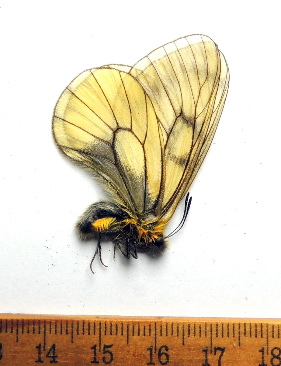 Parnassius Butterfly for sale | eBay
