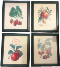 Set 4 Vintage Framed Fruit Prints Botanical Kitchen Wall Art Cottagecore