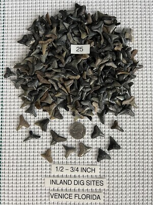 Lot of 25 fossilized 1/2 - 3/4 inch shark teeth from Venice Florida ( INLAND )